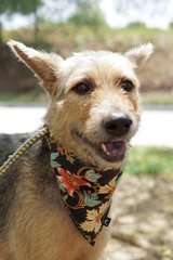 Terry - Terrier Mix Dog