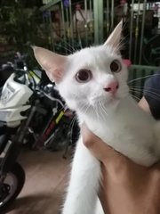 Snowy - Domestic Short Hair Cat