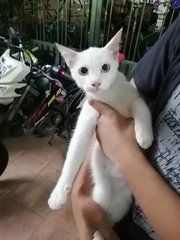 Snowy - Domestic Short Hair Cat