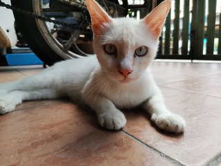 Snowy - Domestic Short Hair Cat