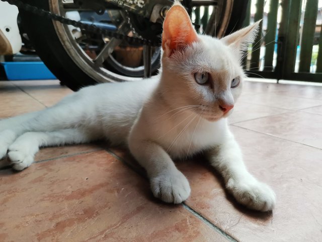 Snowy - Domestic Short Hair Cat