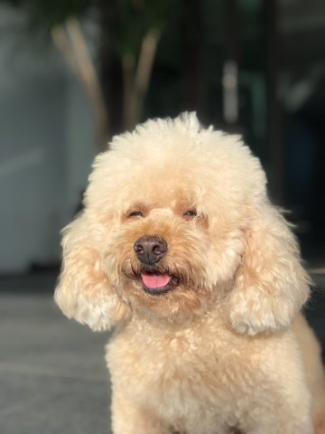 Coco &lt;3 - Poodle Dog