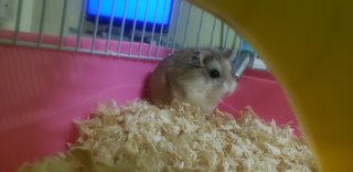 PF100173 - Roborovsky's Hamster Hamster