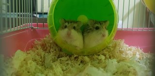 PF100173 - Roborovsky's Hamster Hamster