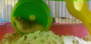 PF100173 - Roborovsky's Hamster Hamster