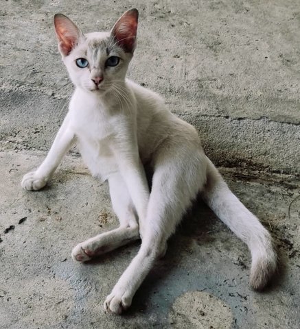 White B - Domestic Short Hair Cat