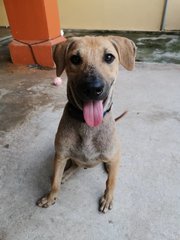 Happy - Mixed Breed Dog