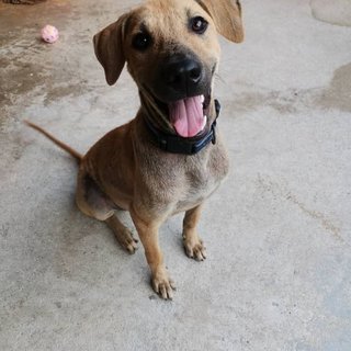 Happy - Mixed Breed Dog