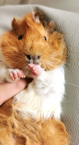 Tororo - Guinea Pig Small & Furry