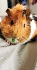 Tororo - Guinea Pig Small & Furry