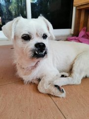 Tiny Tim - Mixed Breed Dog