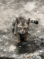 Tiger  - Domestic Short Hair Cat