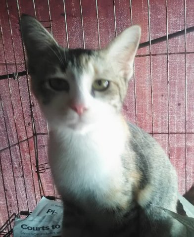 Sweety (Tricolor) - Domestic Short Hair Cat