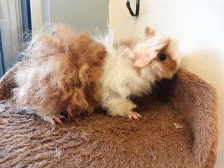 Curly Guinea Pigs, Cages And Accessories - Guinea Pig Small & Furry