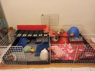 Curly Guinea Pigs, Cages And Accessories - Guinea Pig Small & Furry