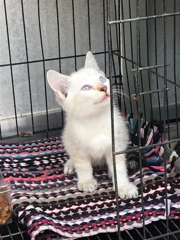 Milky - Domestic Medium Hair Cat