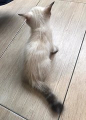 Milky - Domestic Medium Hair Cat