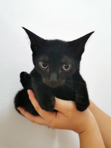 Kuro - Domestic Short Hair Cat