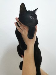 Kuro - Domestic Short Hair Cat