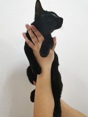 Kuro - Domestic Short Hair Cat