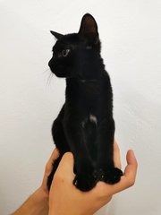 Kuro - Domestic Short Hair Cat