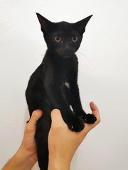 Kuro - Domestic Short Hair Cat