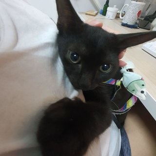 Kuro - Domestic Short Hair Cat