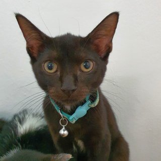 Kuro - Domestic Short Hair Cat