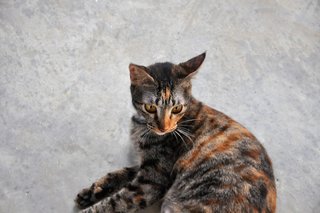 Tiger - Domestic Short Hair Cat