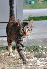 Tiger - Domestic Short Hair Cat