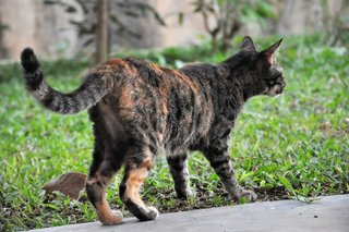 Tiger - Domestic Short Hair Cat