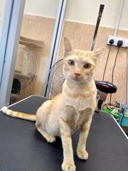 Lemon - Tabby Cat