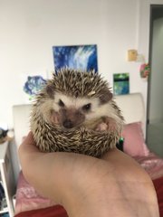 Pepper - Hedgehog Small & Furry