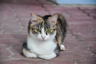 Ippuni (Korean For Pretty Girl) - Domestic Medium Hair Cat