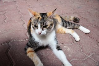 Ippuni (Korean For Pretty Girl) - Domestic Medium Hair Cat