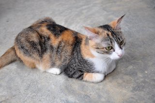 Ippuni (Korean For Pretty Girl) - Domestic Medium Hair Cat