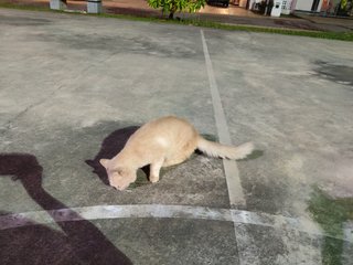 Unknown - Domestic Long Hair Cat