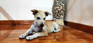 Milky - Mixed Breed Dog