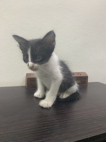 Caramel, Moocow &amp; Molecow - Domestic Short Hair Cat