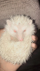 Milo Little Hedgehog - Hedgehog Small & Furry