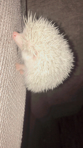 Milo Male Hedgehog - Hedgehog Small & Furry