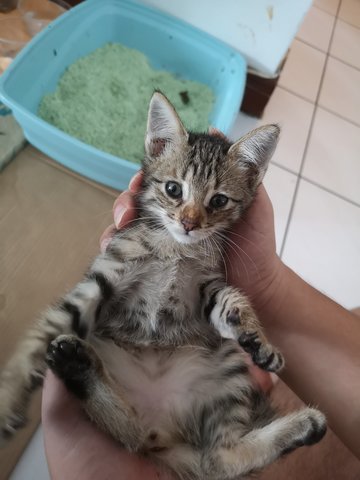 Little Grey - Domestic Short Hair Cat