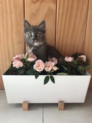 Greta (Now Rio) - Domestic Medium Hair + Dilute Tortoiseshell Cat