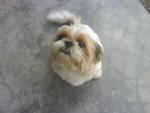 Isabelle - Shih Tzu Dog