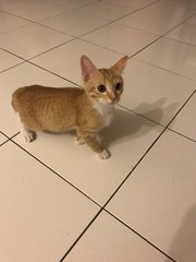 Kitty Kitty  - Domestic Short Hair Cat