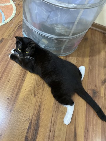 Blackie - Domestic Medium Hair Cat