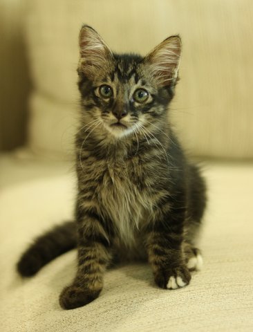 Sebastian, Hamilton &amp; Cleo - Domestic Medium Hair + Domestic Short Hair Cat