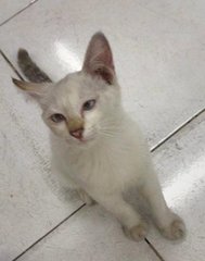 White White  - Domestic Short Hair Cat