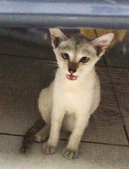 White White  - Domestic Short Hair Cat