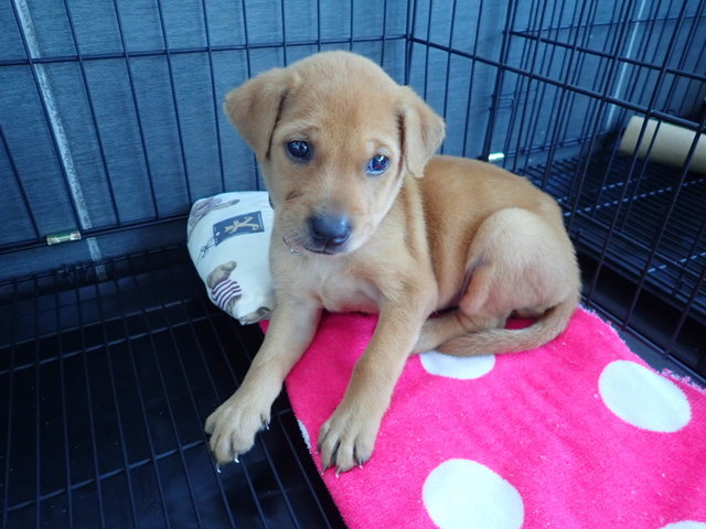 Lolly - Labrador Retriever Mix Dog